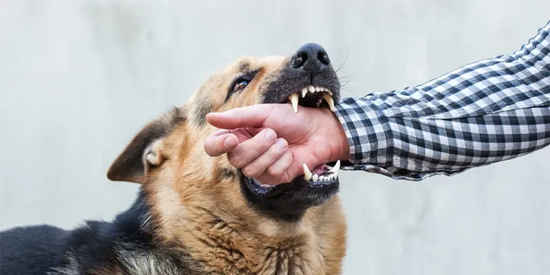 dog bite injury lawyer