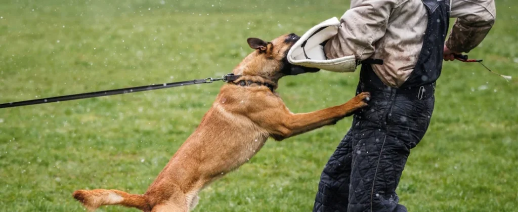 Dog Bite Lawyer Newport Beach, California