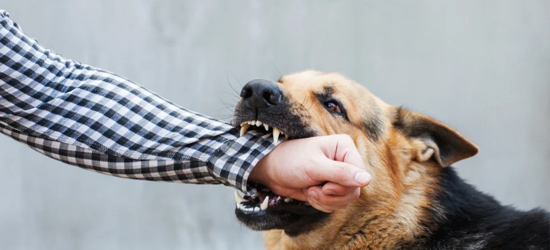 Dog Bite Lawyer Newport Beach, Californi